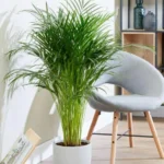 Areca Palm - XL