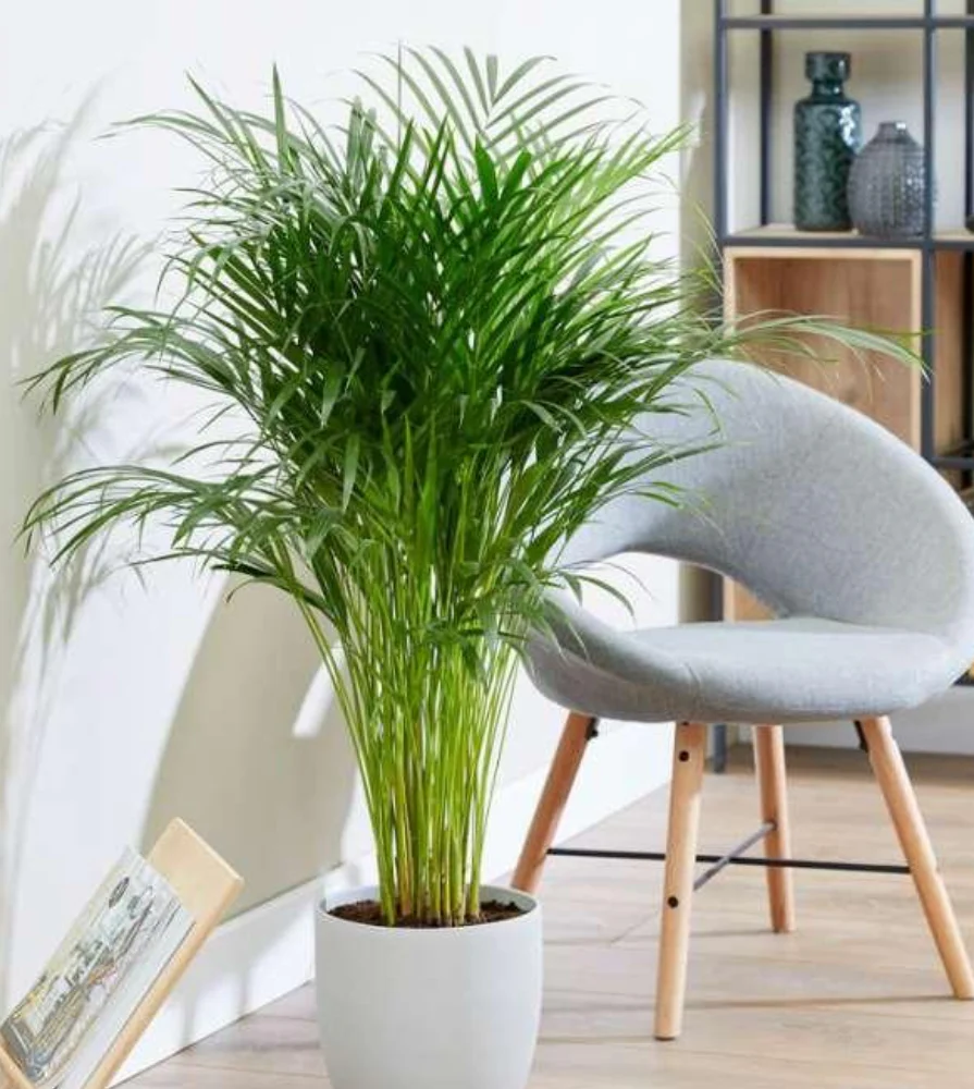 Areca Palm - XL - Image 1