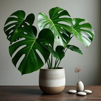 Bird Of Paradise Plant - XL