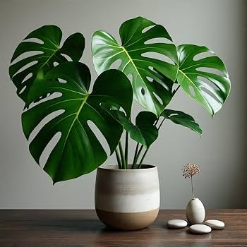 Monstera Deliciosa Plant