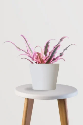 Earth Star Plant - Pink