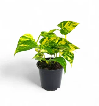 Money Plant Golden
