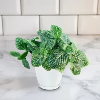 Green Nerve Plant