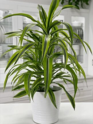 Dracena Lemon Lime Plant - Large