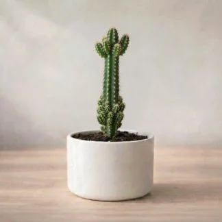 Cactus Plant - Elongated