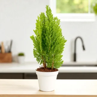 Thuja Plant - XL