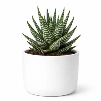 Zebra Haworthia Plant